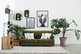 Raskošna monstera, savršena dopuna enterijeru