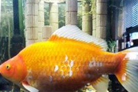 Upoznajte zlatnu ribicu koja ne prestaje da raste