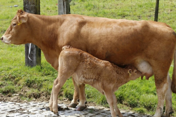 U Bijeljini održano predavanje za unapređenje stočarstva