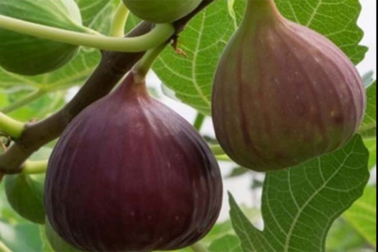 Niče prva plantaža organskih smokava u BiH