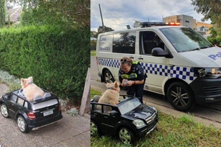 Pas vozio Mercedes, policija ga zaustavila