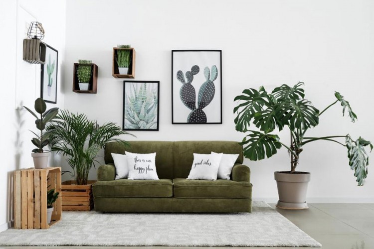 Raskošna monstera, savršena dopuna enterijeru