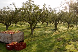 Očekivana proizvodnja u voćarstvu i vinogradarstvu oko 202 miliona KM