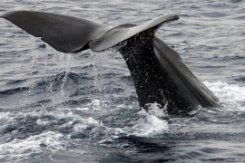 Kit dugačak 20 metara uočen nadomak ostrva Elba