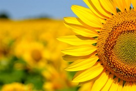 Ovogodišnja sjetva uljarica u BiH povećana za 20%