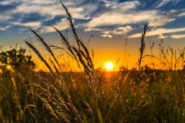 Vic dana: Agronom muzičkog smjera