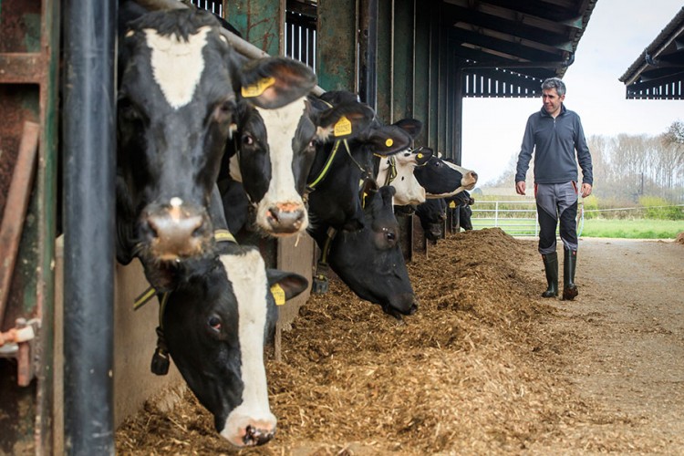 Engleski farmeri prosipaju mlijeko
