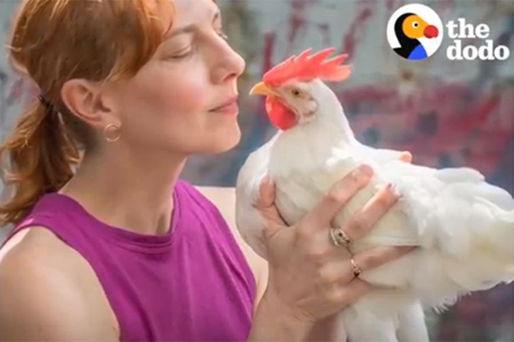 Našla pile nasred Njujorka, sada ne može zamisliti život bez pijetla