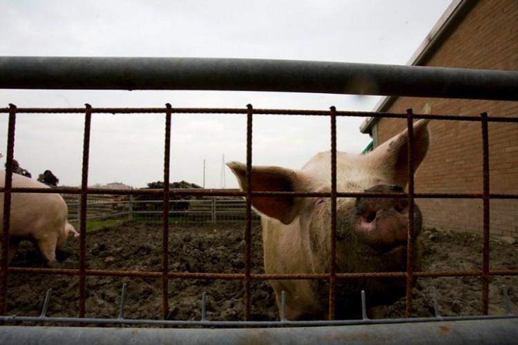 Od iznajmljene tezge do milijardi: Kako su se obogatili sinovi farmera?