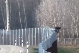 Poslije pandemije migranti opet na mađarskoj granici