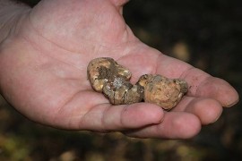 Tartufi iz Krupe na Vrbasu na svjetskom tržištu