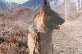 Major Lister sa Košara - priča o psu koji je čuvao srpsku vojsku