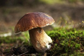 BiH bilježi veliki rast izvoza: Domaće gljive potisnule uvozne