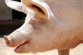 Evropska komisija predlaže nova pravila kod klanja svinja