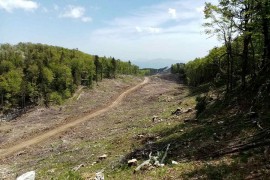 Traži se hitno obustavljanje sječe šume i procjena učinjene štete