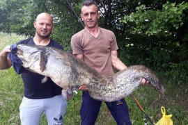 Ulovio soma grdosiju od 45 kilograma