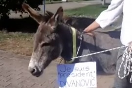 Magarac pred zgradom opštine Budva: "I njega DPS može da izabere"