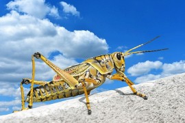 Helikopterom i dronovima protiv najezde skakavaca