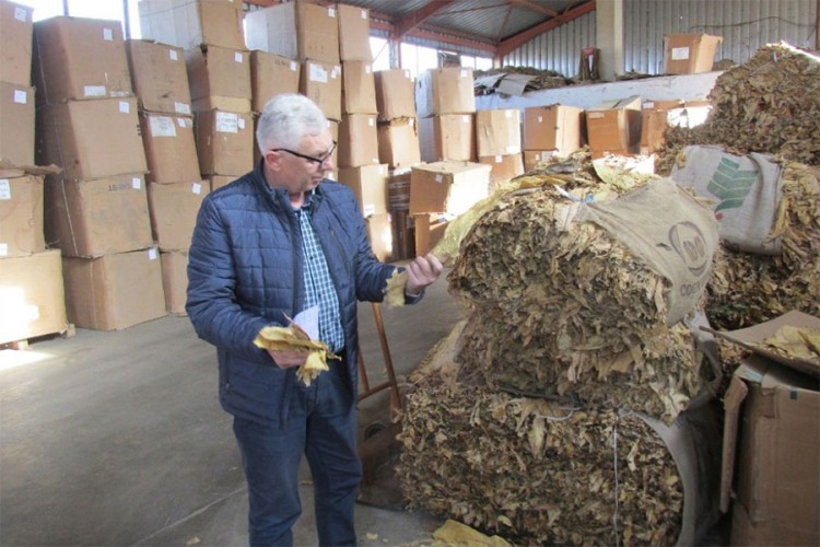 Duvanom zasijano 80 odsto površina