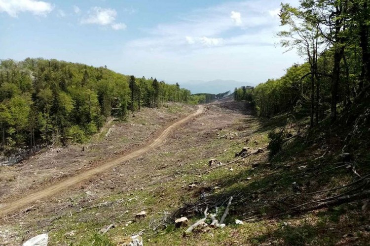Traži se hitno obustavljanje sječe šume i procjena učinjene štete