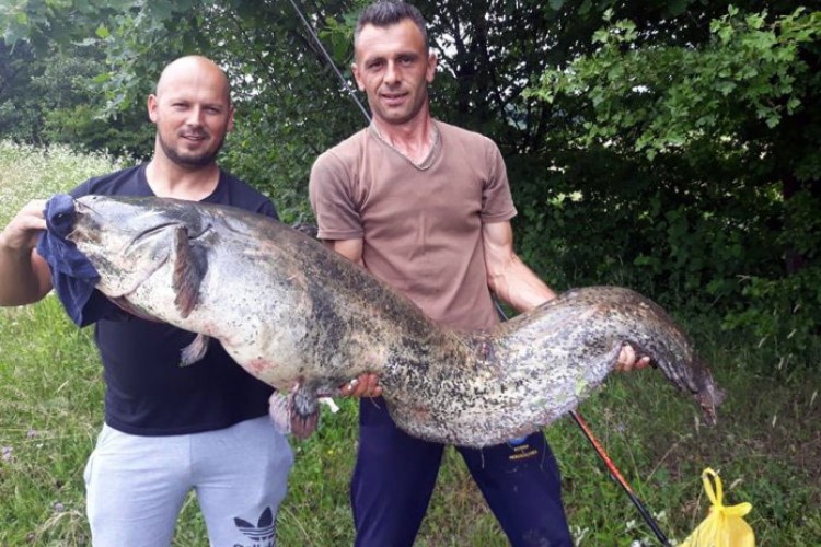 Ulovio soma grdosiju od 45 kilograma