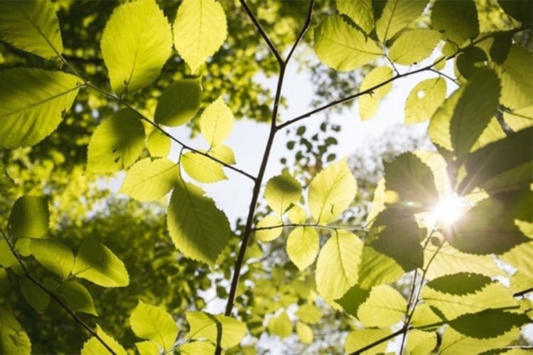 U BiH temperatura vazduha do 32 stepena