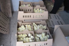 Ženama Sarajevsko-romanijske regije podijeljeni paketi pomoći