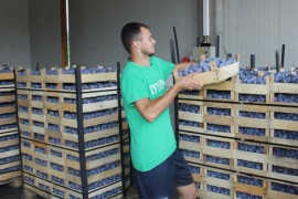 Šljiva propada u kamionima zbog čekanja na granici