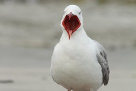 Ugrizao galeba koji mu je htio oteti hamburger pa završio u lisicama