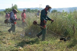 Počelo uklanjanje ambrozije u Banjaluci