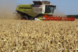 Dobar rod pšenice u Semberiji