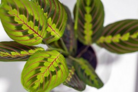 Maranta, egzotična ljepotica šarenog lišća