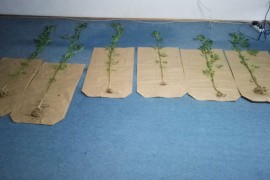 Uhapšen zbog dvije plantaže kanabisa