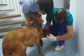 Uginuo pas koji je pronađen u kanalu