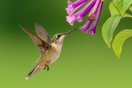 Vic dana: Kolibri