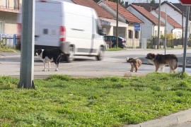 Rješavanje problema pasa lutalica u Bihaću: Osnivaju higijeničarsku ...