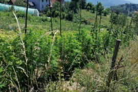 U bašti zasađena i marihuana