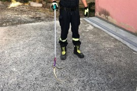 Krenuo na WC, dočekala ga zmija na vodokotliću