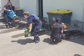Štenci tokom transporta umirali u kombiju, vozači ih izbacili u ...