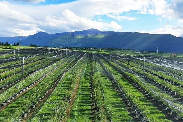Rekordan prinos borovnice na bihaćkoj plantaži Sušić