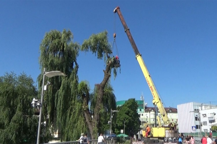 Potkresana žalosna vrba u Sanskom Mostu