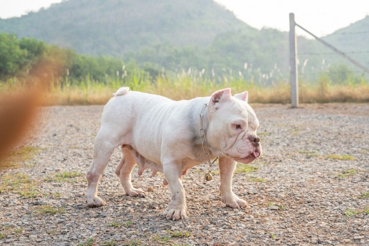 Vic dana: Pitbul zove labradora u šetnju