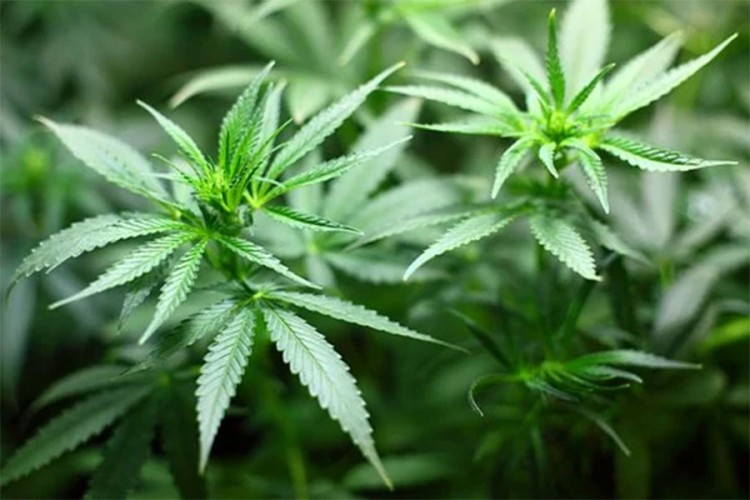 Pronađena plantaža droge kod Nove Topole, uhapšene dvije osobe