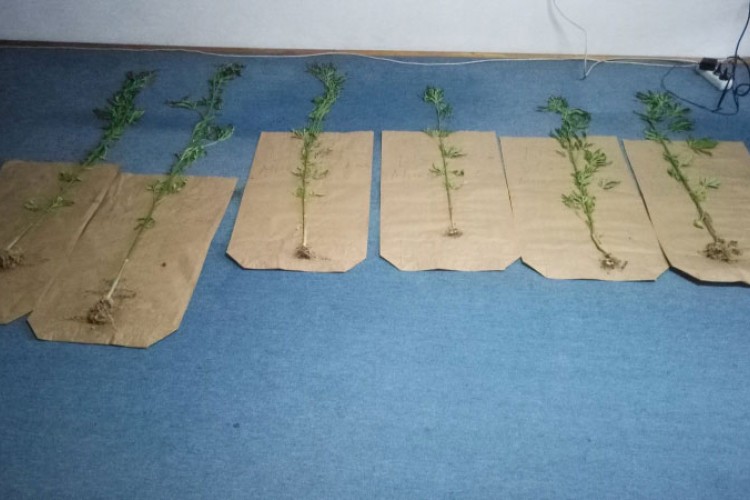 Uhapšen zbog dvije plantaže kanabisa