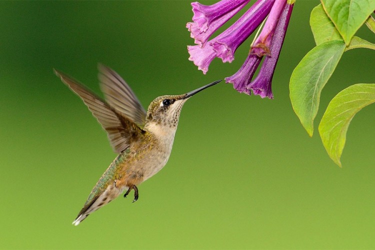 Vic dana: Kolibri