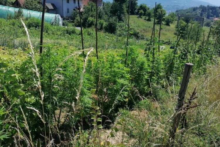U bašti zasađena i marihuana