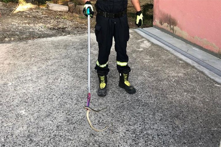 Krenuo na WC, dočekala ga zmija na vodokotliću