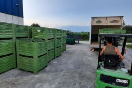Kooperanti isporučili više od 900 tona krastavca kornišona