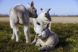 Lažni veterinari uzeli ženi novac od prodaje jagnjadi