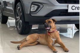 Napušteni pas postao najpoznatiji prodavac automobila na svijetu